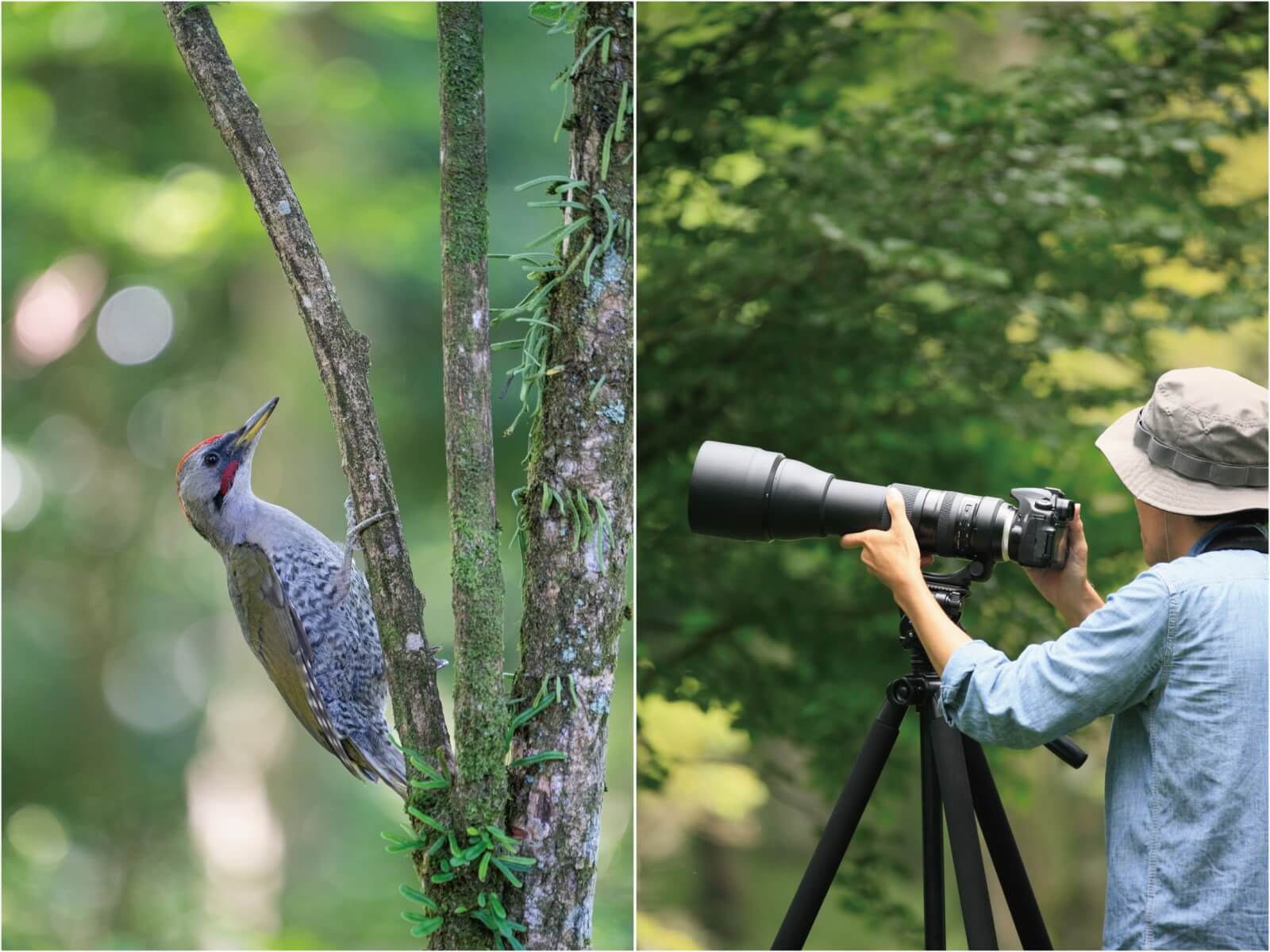 望遠レンズがあるなら押さえておきたい野鳥撮影 ベルボン株式会社